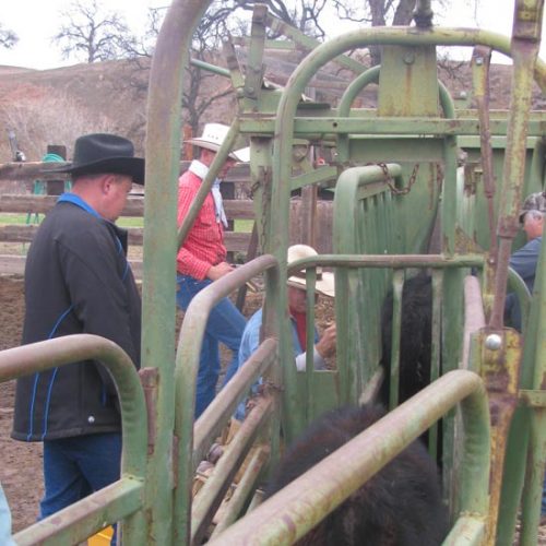 A Day Working the Cows